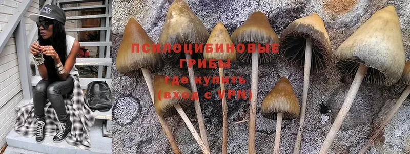 Псилоцибиновые грибы MAGIC MUSHROOMS  купить закладку  Гороховец 